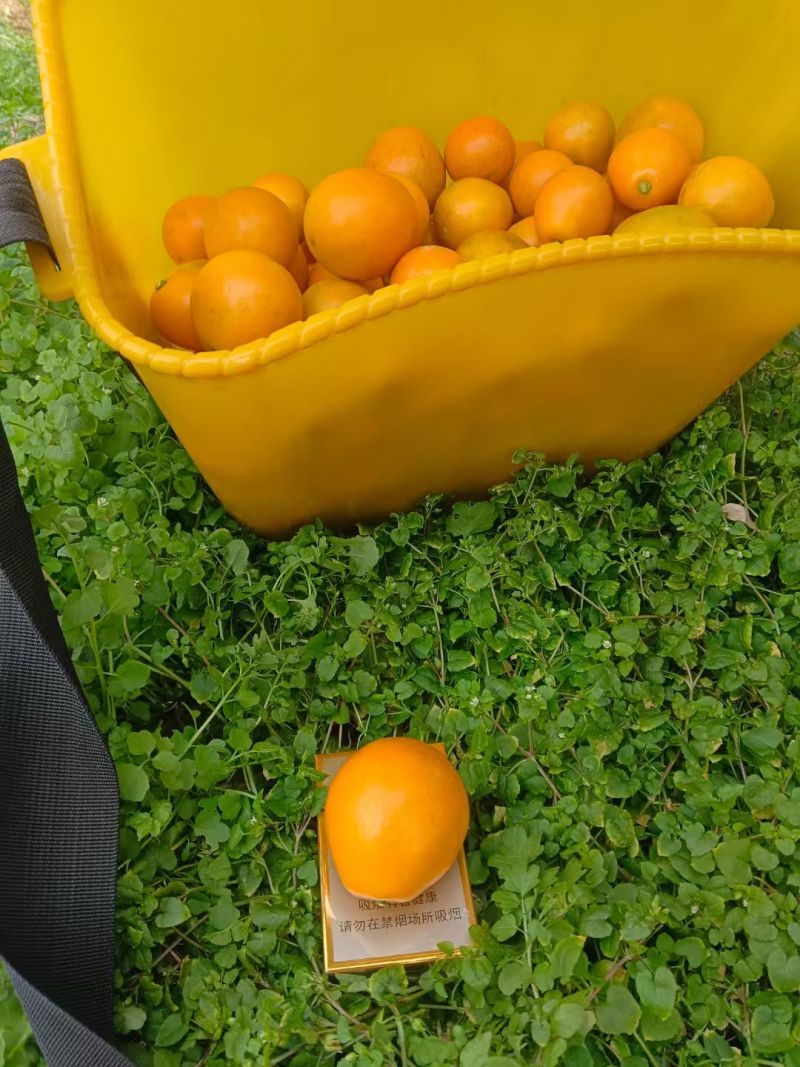 滑皮金桔
