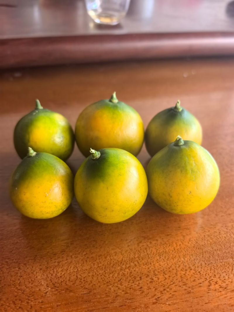 滑皮金桔