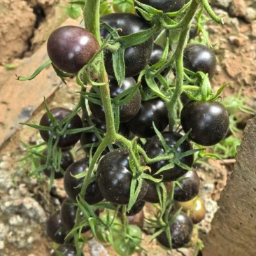 黑番茄小番茄