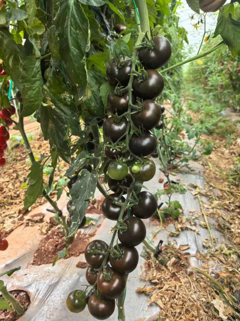 黑番茄小番茄
