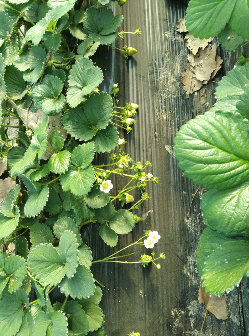 奶油草莓