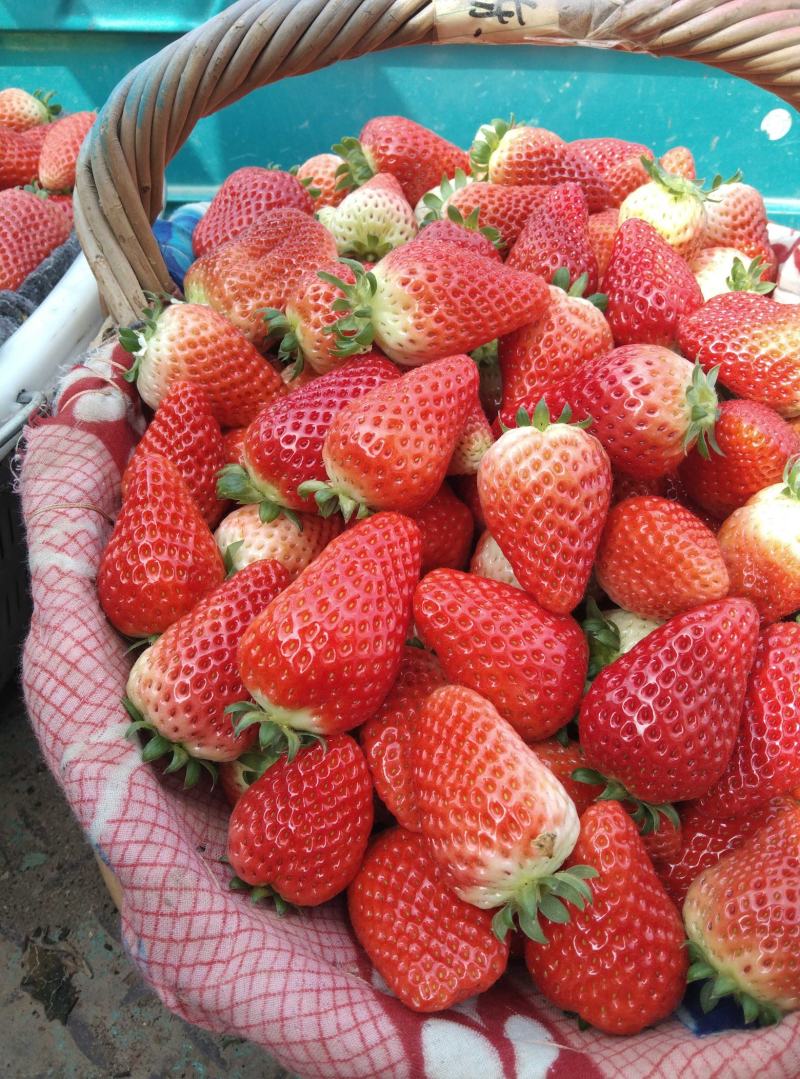 奶油草莓