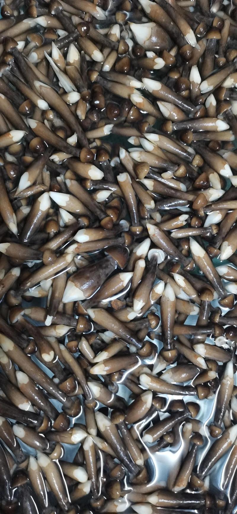 鸡枞菌