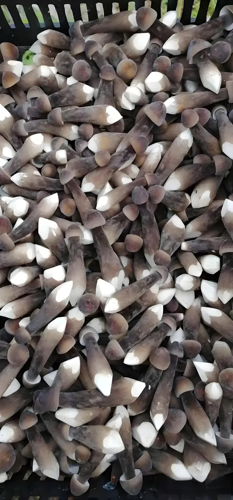 鸡枞菌
