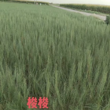 出售优质自家种植锁锁、花棒、柠条、四翅滨藜、沙枣苗等