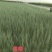 出售优质自家种植锁锁、花棒、柠条、四翅滨藜、沙枣苗等