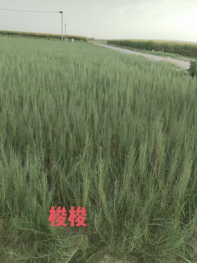 出售优质自家种植锁锁、花棒、柠条、四翅滨藜、沙枣苗等