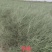 出售优质自家种植锁锁、花棒、柠条、四翅滨藜、沙枣苗等