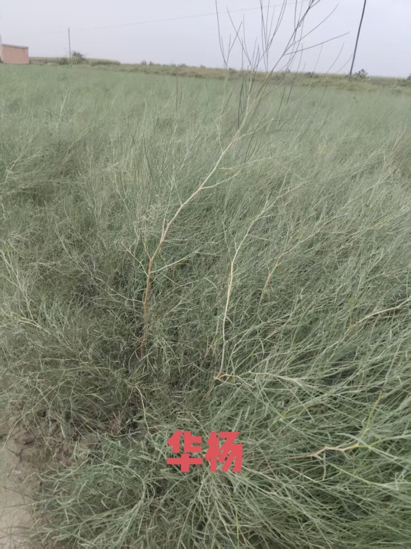 出售优质自家种植锁锁、花棒、柠条、四翅滨藜、沙枣苗等