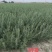 出售优质自家种植锁锁、花棒、柠条、四翅滨藜、沙枣苗等