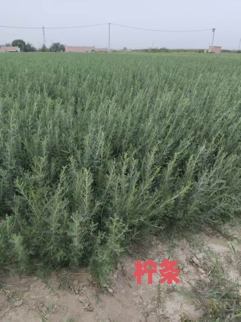 出售优质自家种植锁锁、花棒、柠条、四翅滨藜、沙枣苗等
