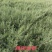 出售优质自家种植锁锁、花棒、柠条、四翅滨藜、沙枣苗等