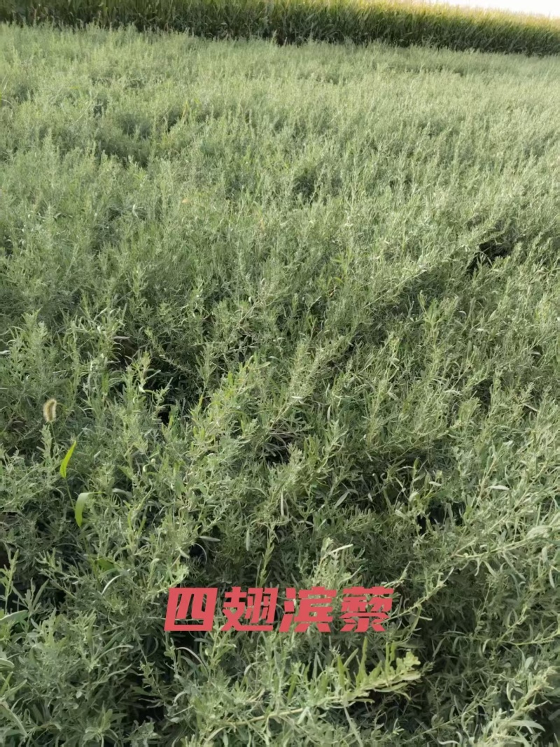 出售优质自家种植锁锁、花棒、柠条、四翅滨藜、沙枣苗等