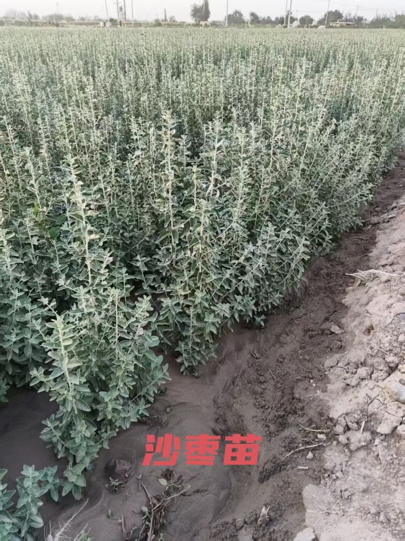 出售优质自家种植锁锁、花棒、柠条、四翅滨藜、沙枣苗等
