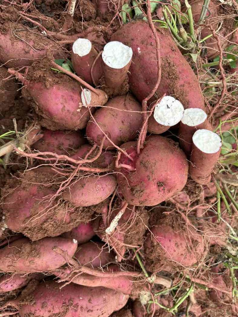 红薯四川商薯19高淀粉红薯山芋地瓜高淀粉红薯大量有货
