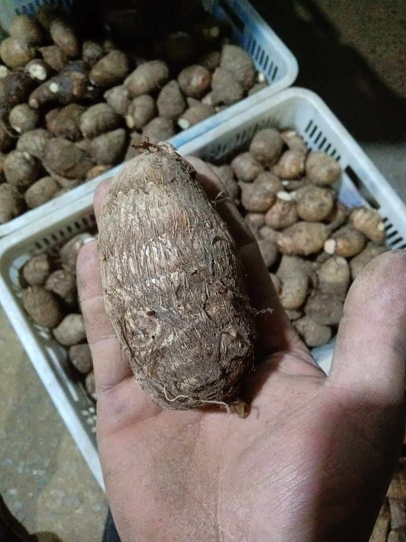 精品芋头