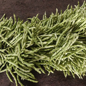 白芸豆
