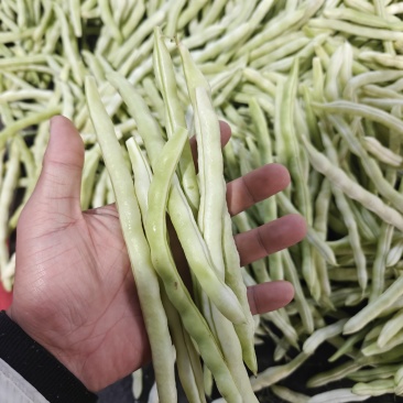白不老芸豆