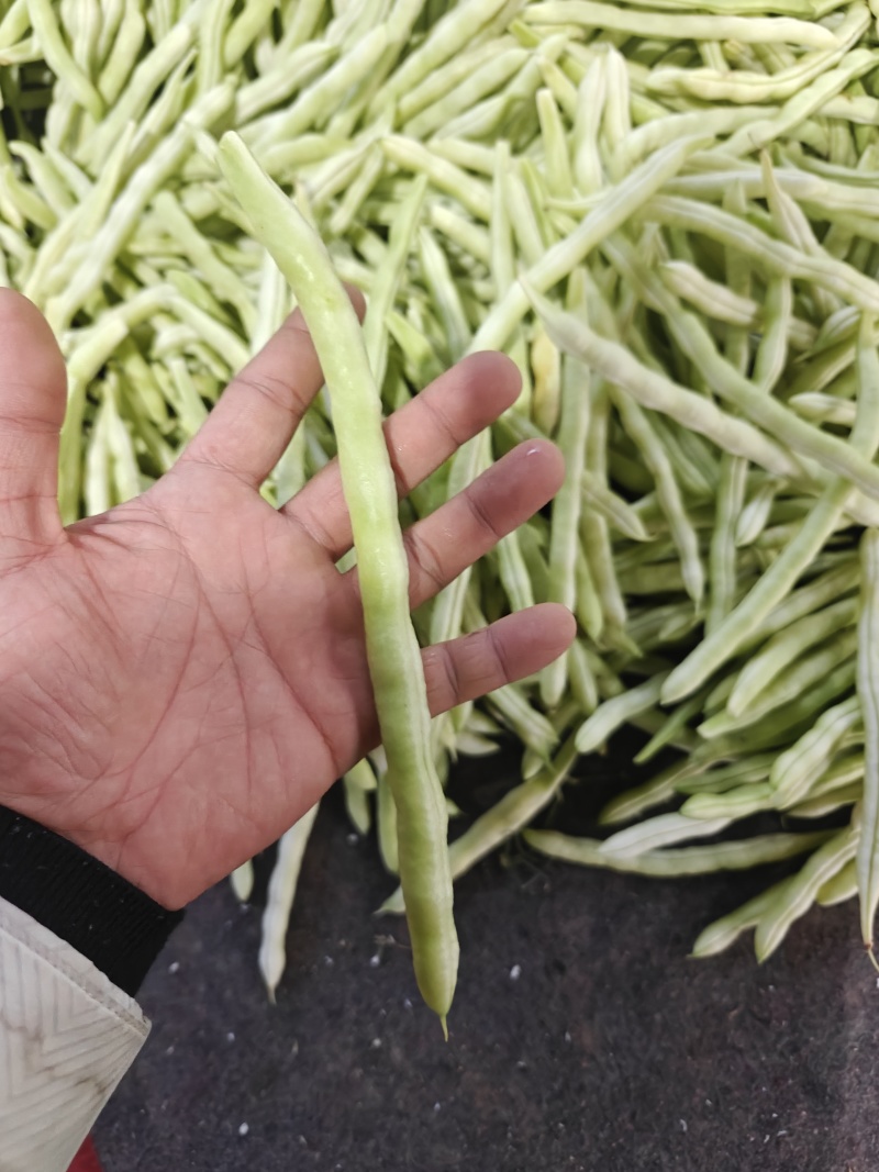 白不老芸豆