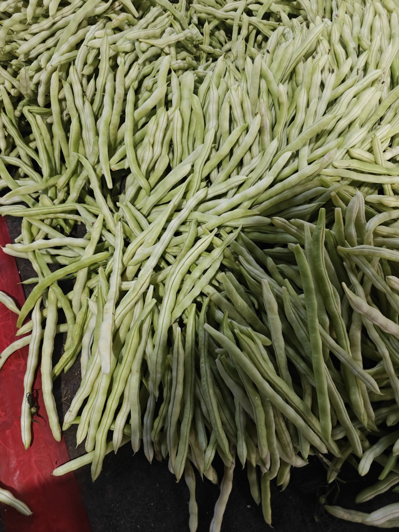 白不老芸豆