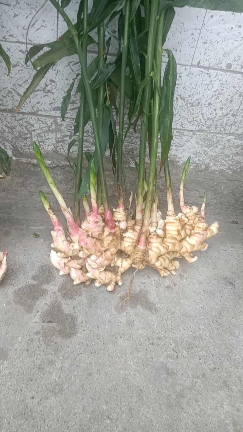 贵州二黄姜种植
