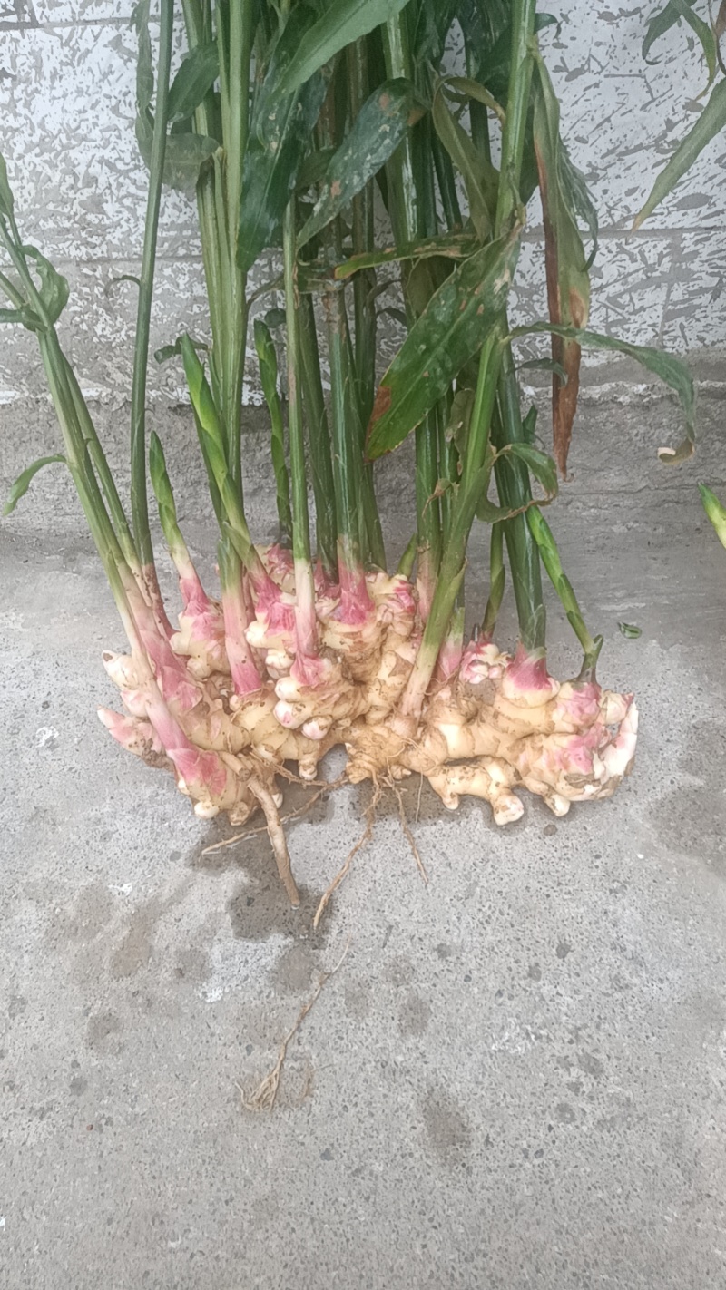 贵州二黄姜种植