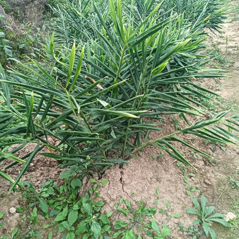 贵州二黄姜种植