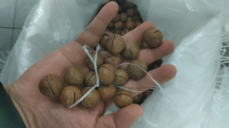 夏威夷果（好果）预热开启，保热度持续到年底，懂行的有想法的来