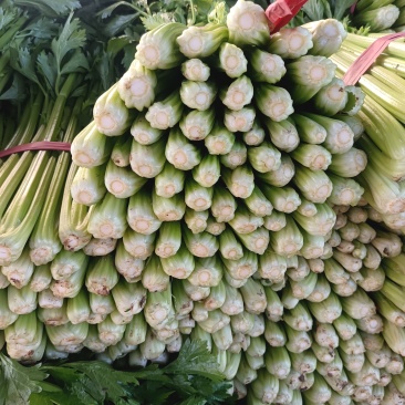 精品西芹，中小颗，高度65左右，市场，电商，商超，欢迎订购