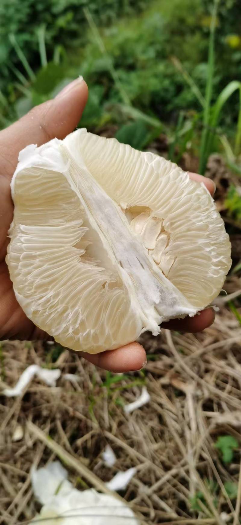 安江冰糖柚