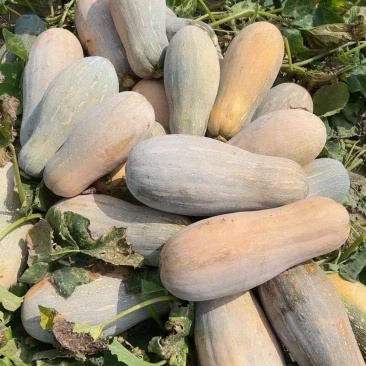 蜜本南瓜，精品，电商都有，价格实惠
