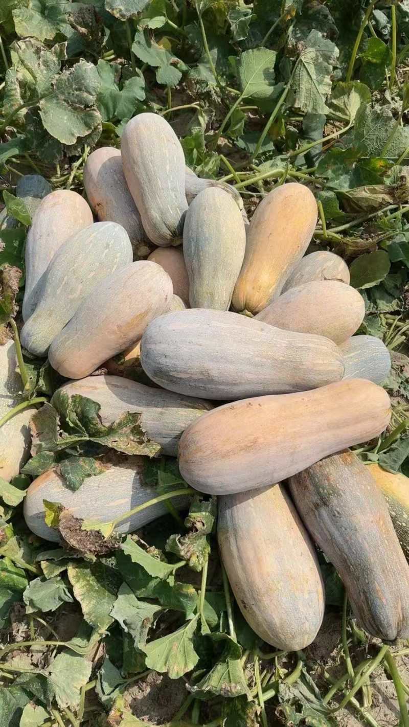 蜜本南瓜，精品，电商都有，价格实惠