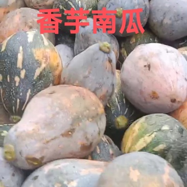 香芋南瓜有货，大批量