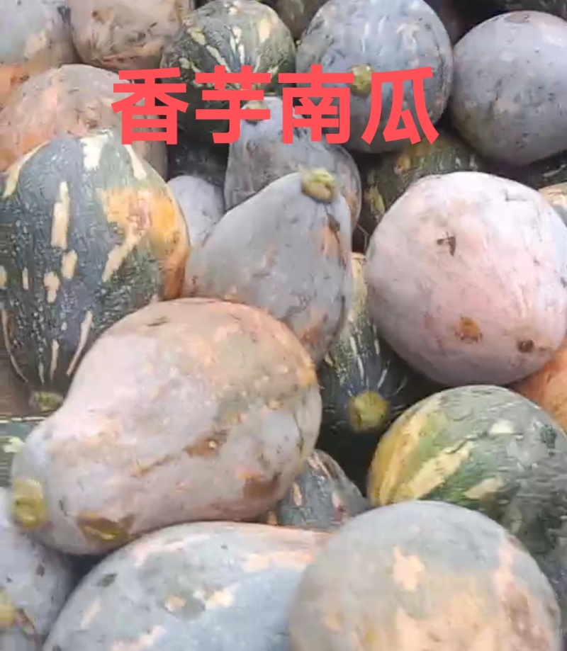 香芋南瓜有货，大批量