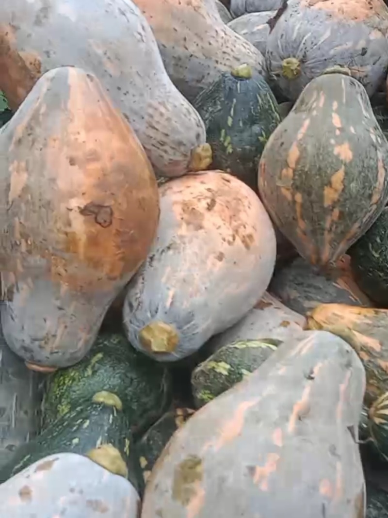 香芋南瓜有货，大批量