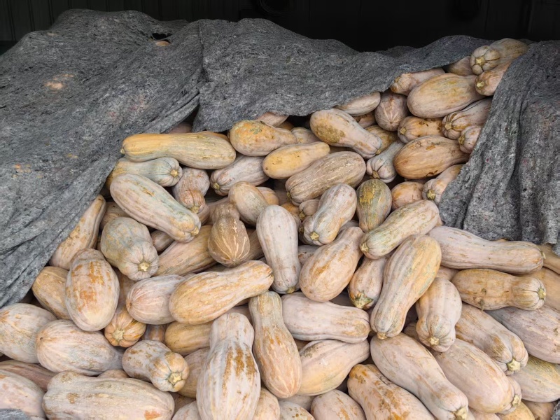 云南密本老南瓜当季现摘粉糯香甜农家自种宝宝辅食长南瓜包邮