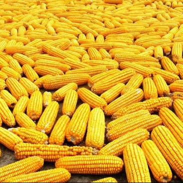 玉米没有剥玉米棒芯玉米都在上面