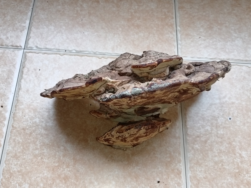 商陆根，金刚藤根