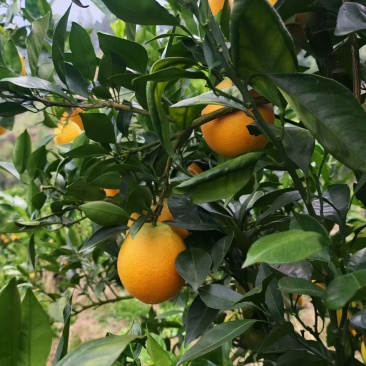 赣南脐橙蜂蜜味纯甜