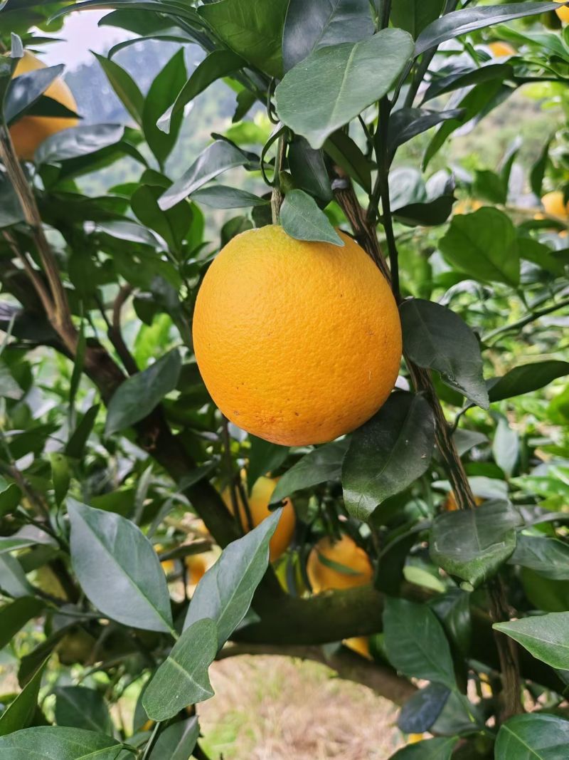 赣南脐橙蜂蜜味纯甜