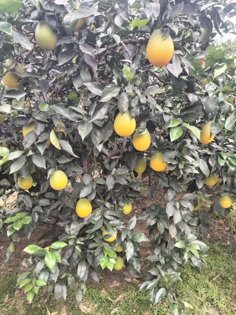 奉节脐橙
