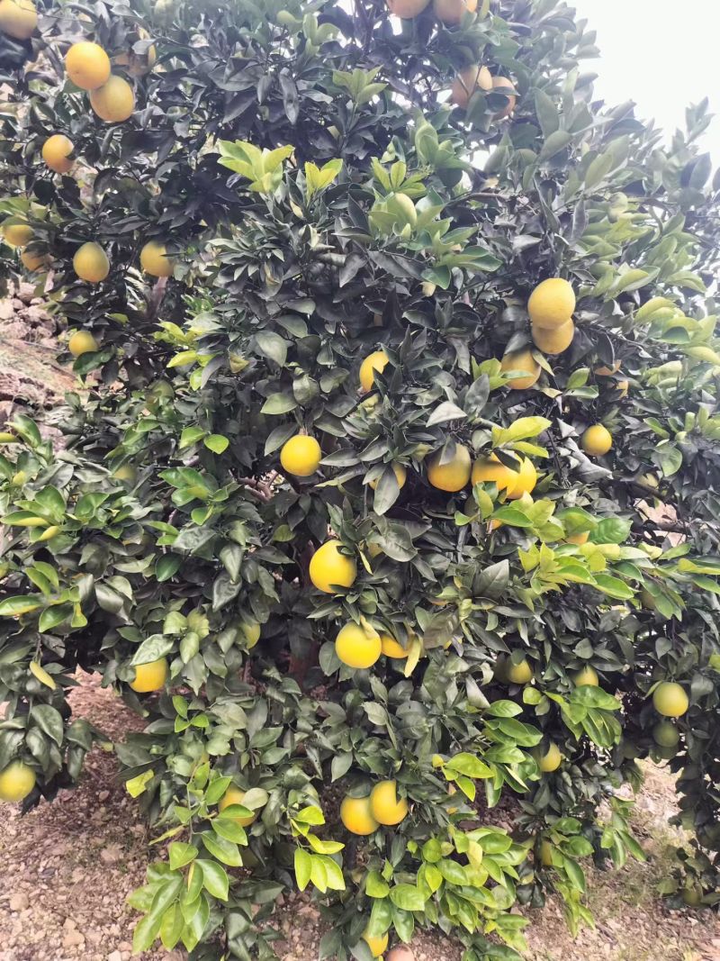 奉节脐橙