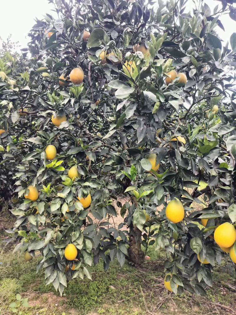 奉节脐橙