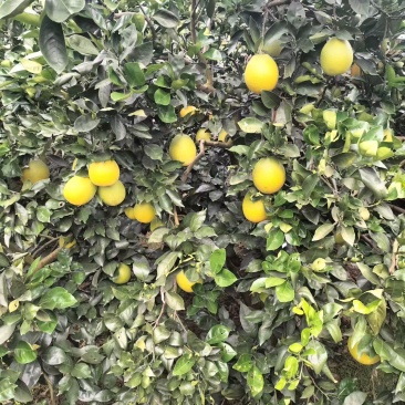 奉节脐橙