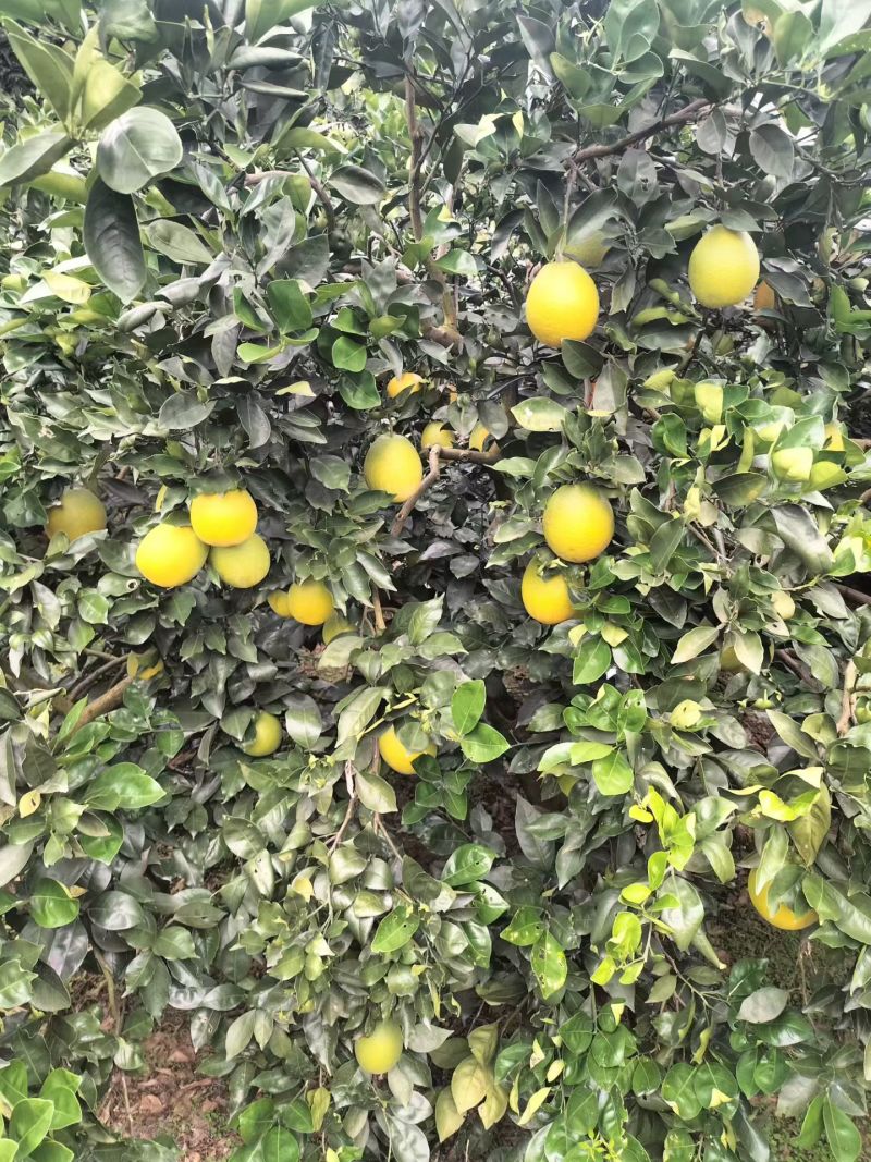 奉节脐橙