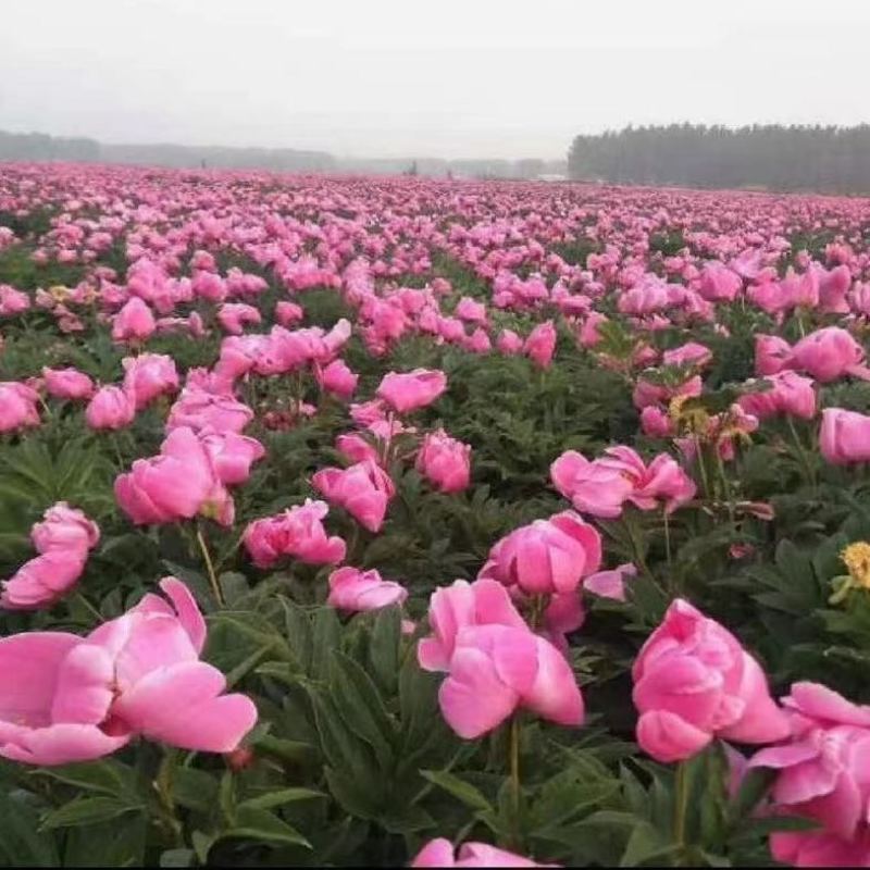 白芍芽