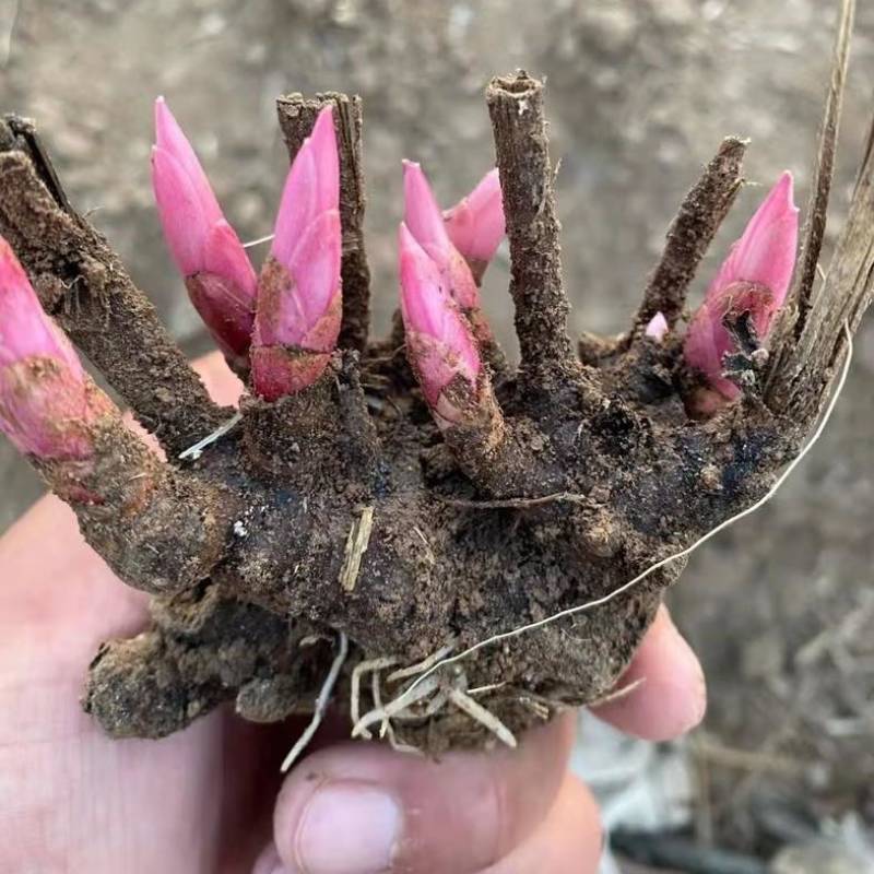白芍芽