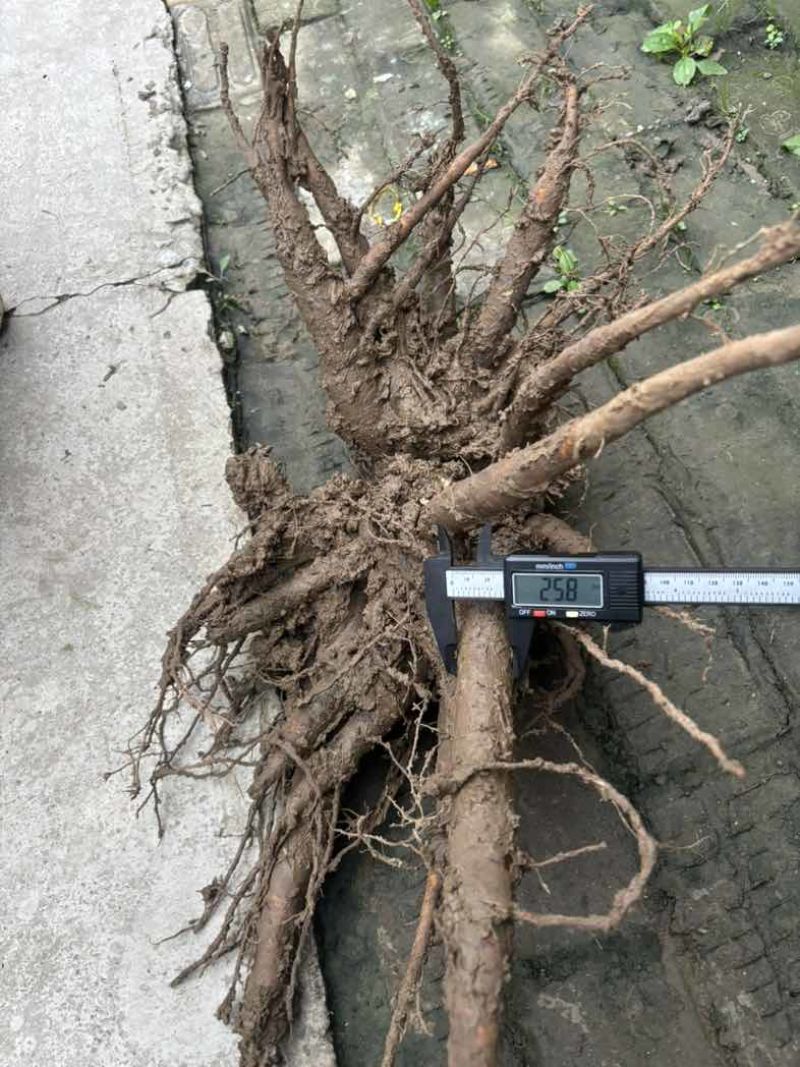 白芍芽