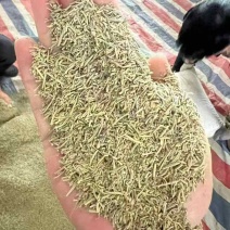 进口鼠尾草迷迭香法香欧芹马玉兰牛至罗勒百里香