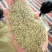 进口鼠尾草迷迭香法香欧芹马玉兰牛至罗勒百里香